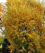 Larix kaempferi 'Susterseel'  Colorisation du feuillage en automne