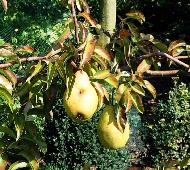 Leivorm Pyrus 'Legipont'
