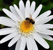 LeucanthemumChristineHagemanncloseup