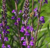 Linaria purpurea