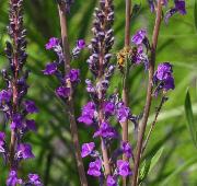 Linaria purpurea