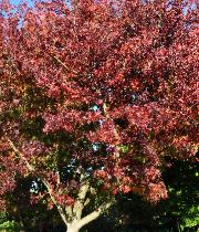 Liquidambar styraciflua 'PARASOL'   Copalme d'Amérique - feuillage d'automne