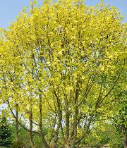 Liriodendron tulipifera 'Glenn Gold'  Tulipier de Virginie