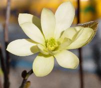 MagnoliaDaphneCLoseup