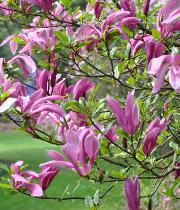 Magnolia 'SUSAN' - magnolier en fleurs