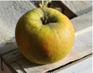 Malus domestica 'Court pendu plat' Closeup fin novembre