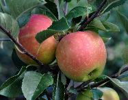 Malus domestica 'James Grieve' closeup