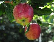 Malus domestica 'La Paix' 