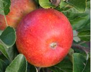 Malus domestica 'Alkmene' closeup