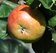 Malus domestica 'Lord Lambourne'septembre 