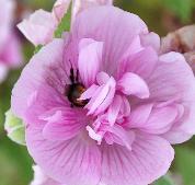 Malva 'Park Rondell' plante mellifère, bourdons, abeilles