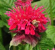 MonardaFireballbijopbezoekcloseup