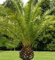 phoenixcanariensis2