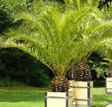 phoenixcanariensis