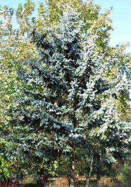 Picea pungens 'Glauca' VNN