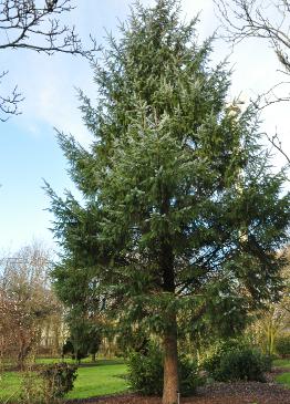 Picea sitchensis habitus Noord Amerika