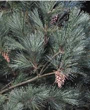PinusstrobusMacopincloseupkegels