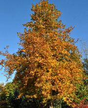 Platanus orientalis 'Minaret'  Platane avec jolies couleurs automnales