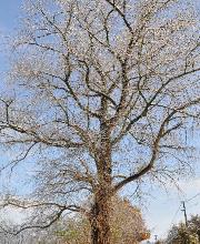 Populus nigra ssp betulifolia  Peuplier noir image d'hiver