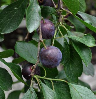 prunusdomesticamrhatif