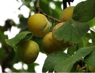 PrunusdomesticaReineClaudeOullinsVN