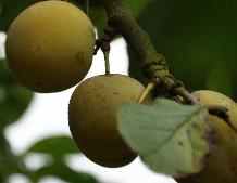 Prunus domestica Reine Claude d 'Oullins ' photo panoramique