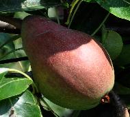Pyrus communis 'Clapp's favourite' 10aug