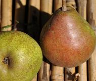 Pyrus_communis_ 'Doyenné_ du _Comice'_closeup