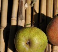 Pyrus_communis_ 'Doyenné_ du _Comice'_closeup
