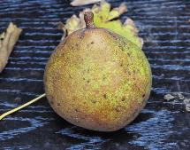 Pyrus communis 'Jeanne d'Arc closeup fruit