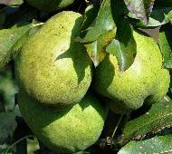 Pyrus communis 'Jeanne d'Arc VNN