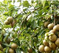 Pyrus_communis_'Juttepeer'_photo_Pépinière _Jan_Sterken