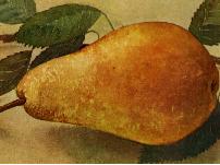 PyruscommunisTriomphedeVienne
