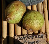 PyrusdomesticaComptessedeParis