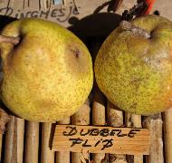 Pyrus communis 'Dubbel Flip'