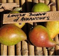 PyrusdomesticaLouiseBonnedAvranches