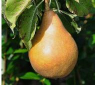 Pyrus communis 'Gieser Wildemann' VN