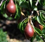 Pyrus 'Louise bonne d'Avranche '