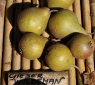 Pyrus communis 'Gieser Wildeman'