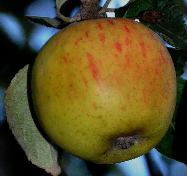 Malus domestica 'Reine des Reinettes' syn 'King op the Pippins'