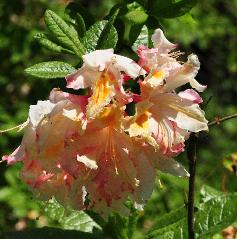RhododendronDelicatissimaOccidentalisAzaleacloseupbloemvn