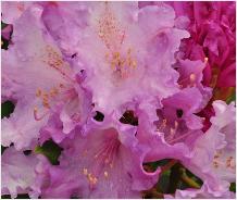 RhododendronyakushimanumCarolAllbrook