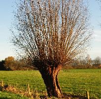 SalixAlbainherfstlandschap