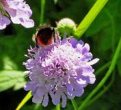 Scabiosalucidacloseuphommelbijenplant