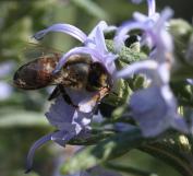 Scuttelariabijenplant