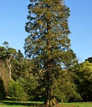 Sequoiadendrongiganteumhabitus