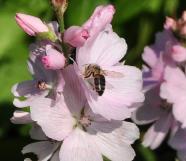 SidalceaElsieHeughflowersbijenplant1