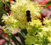 Thalictrum 'Flavum' bonne plante mellifère