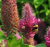 Trifolium rubens bijenplant closeup vn3