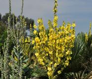 VerbascumolympicumindrygardenHydeHallaccentplant